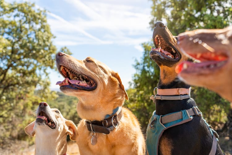 four-canines-enjoying-bright-day-outdoors-2026-03-24-05-02-09-utc